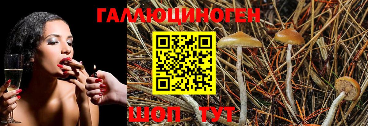 Псилоцибиновые грибы Psilocybine cubensis Заринск